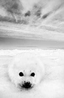 harp seal vert bw