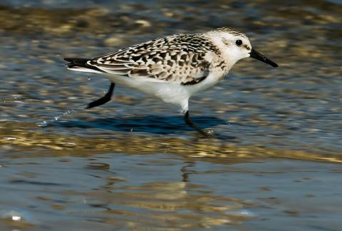 sanderling 3