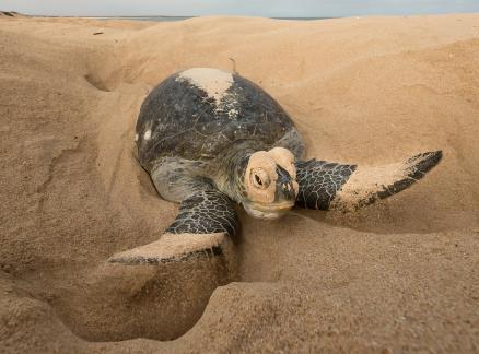 turtle covering eggs 157