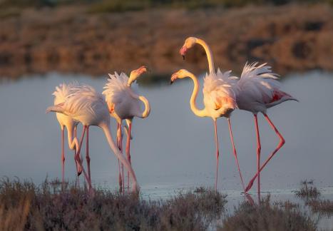 Flamingos at Golden Hour