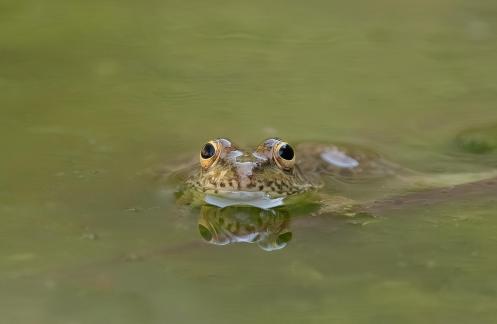 Silent Swimmer