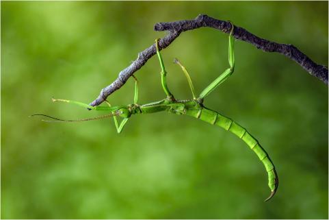 Yet another Stick Insect