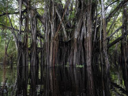 Amazonas Colombia 20