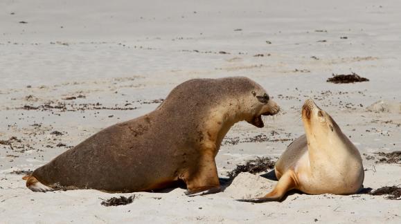 Angry seal