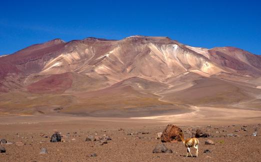 Vicuna in the Bolivian desert