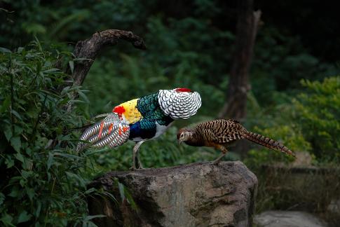 Lady Amherst pheasant