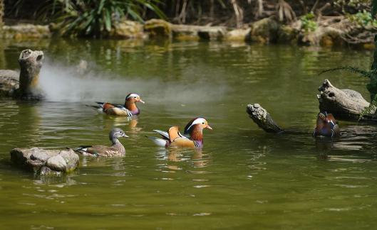 Mandarin ducks playing in the water