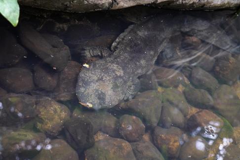 The giant salamander in the stream