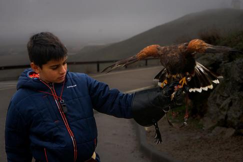 The boy playing with eagles