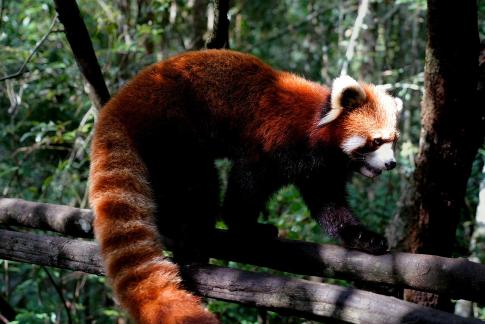 Chinese red panda