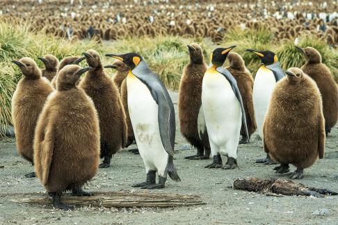 King Penguins Mostly Chicks