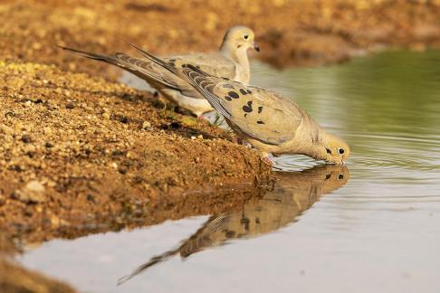 WW Dove Pair Drink w Reflxn