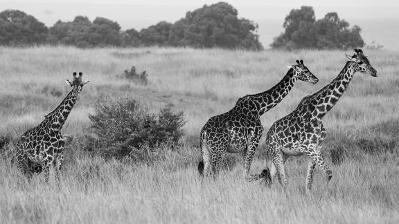 3 Giraffes Strolling