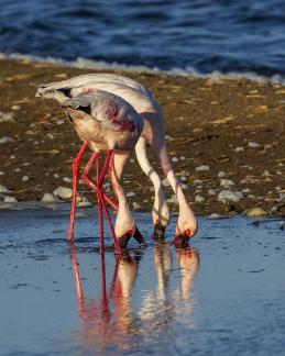 3 Flamingoes Foraging