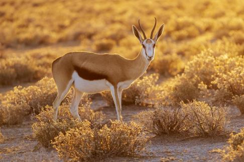 Early Morning Thompsons Gazelle