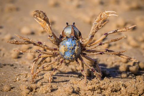 Soldier Crab scuffle