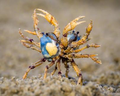 Crab dance