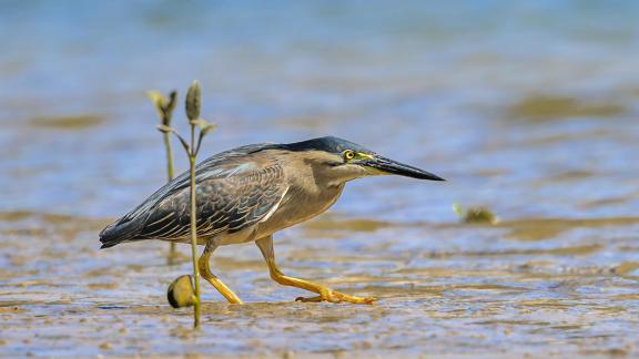 Striated Heron