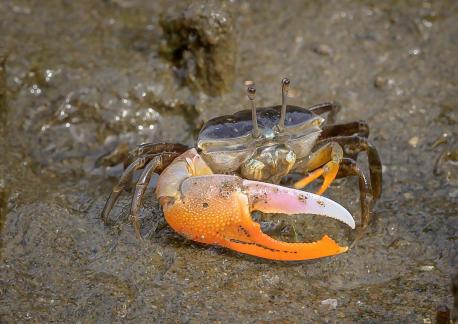 Fiddler crab