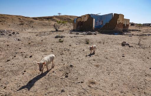 Pigs and ruins