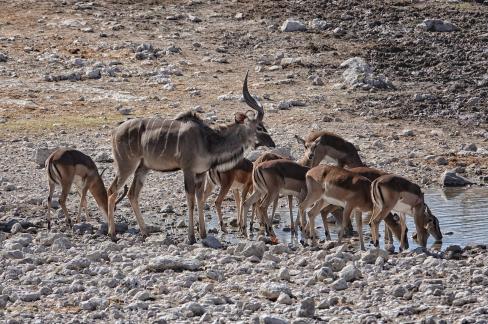 Kudu family_2