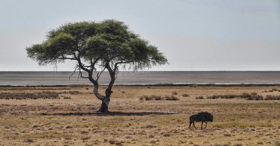 Wildebeest and tree_5