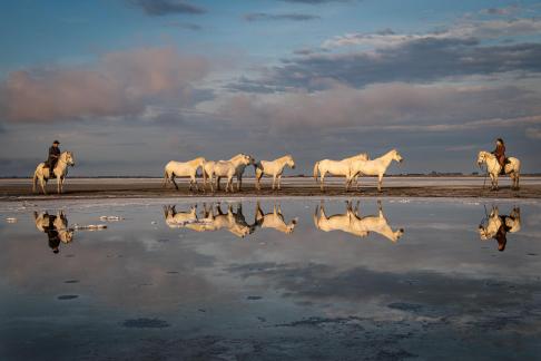 Reflection of Camargue horses 18