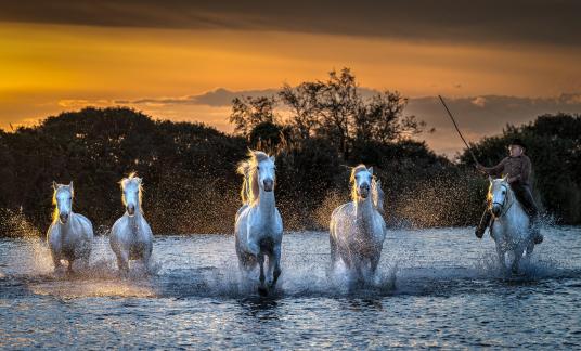 Camargue horses at sunset 30