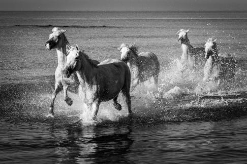 Gallop at the beach 17