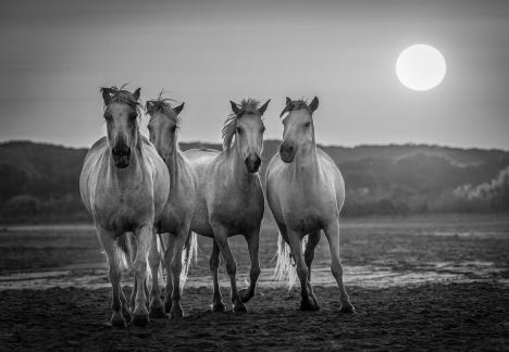 Horses at sunrise 6