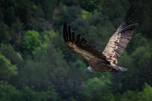 Vulture in flight 4