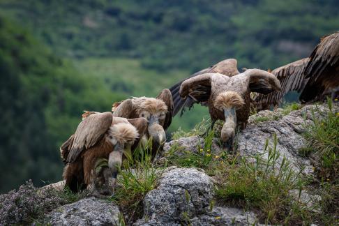 Vultures in the Pyrenees 3