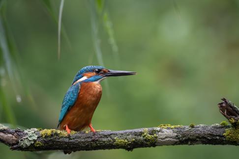 Kingfisher on branch 6