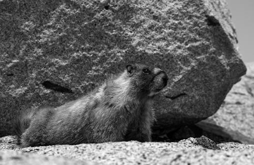 Marmot Beside Rock