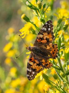 BUTTERFLY NOV 22 A