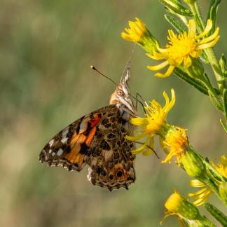 BUTTERFLY NOV 22 C