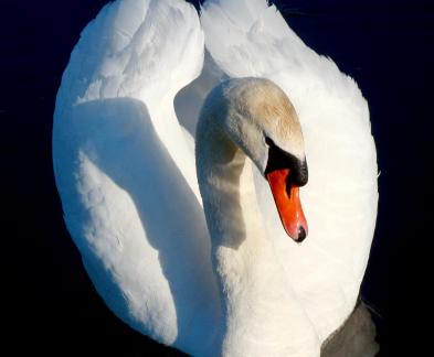 White Wings 2