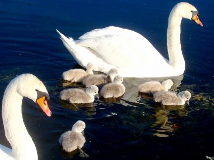 Swan Family