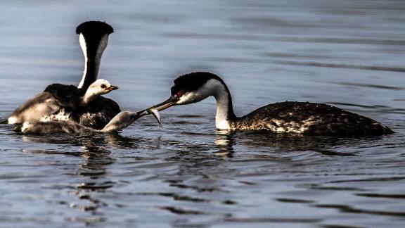 Clark  Grebe Family