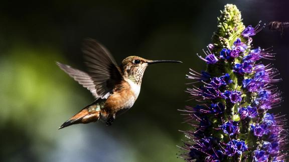 Garden Jewels