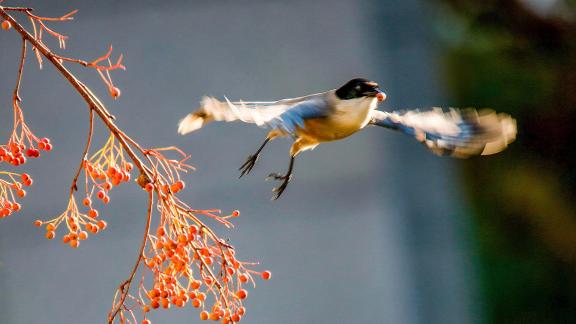 Azure-winged magpie