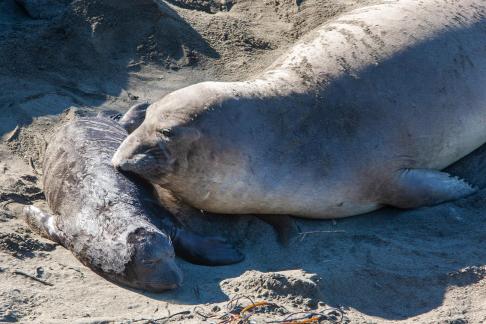 Elephant Seal9