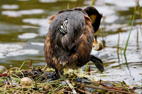 Great Crested Grebes 13