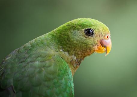 King Parrot perfection