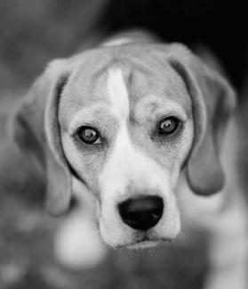 Beagle love