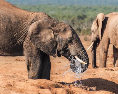 Having a drink