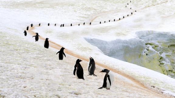 Penguin highway