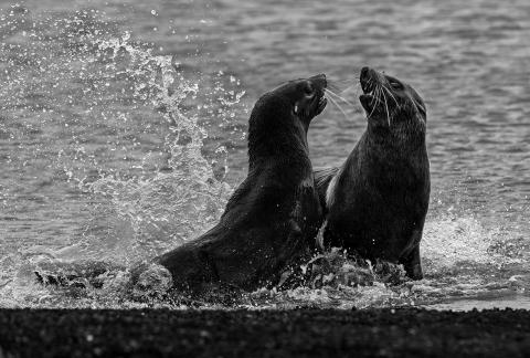 Antarctica seals