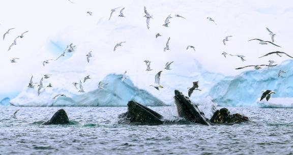 A group of whales