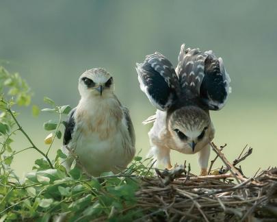 black winged kite cub B